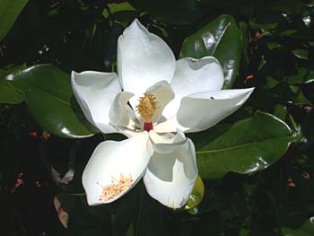 Magnolia